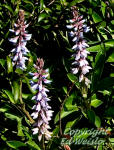 Sky-blue Lupine flower close-up detail