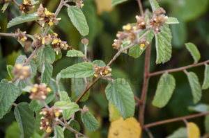 Sleepy morning - images/sleepy_morning_waltheria_indica