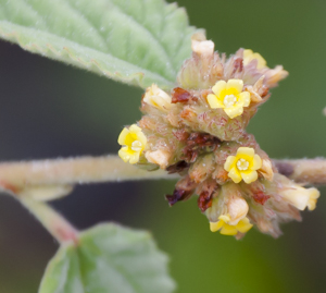 Sleepy morning - flower detail