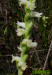 Spring ladies tresses, flower detail