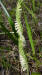 Spring ladies tresses, flowers