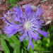 Stokes aster flower close-up detail