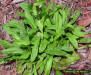 Stokes aster foliage