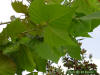 American Sycamore - Platanus occidentalis