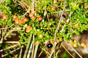 Shiny blueberry shrub with berries