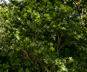 Scrub with mutiple stems or trunks