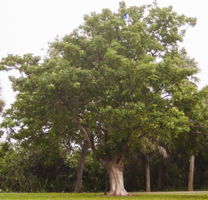 Tree with a single stem or trunk