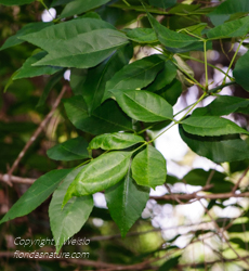 Pop ash leaves close-up image