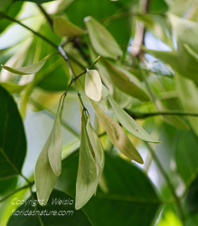 Pop ash seeds