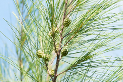 Close-up image of Australian pine cone and needles