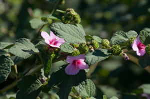 Caesarweed flower detail (Urena lobata)