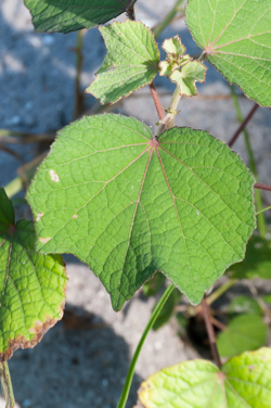 Caesarweed - leaf shape variation