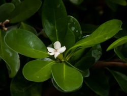White Indigoberry flower and leaf detail