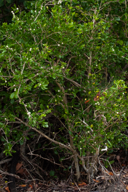White Indigoberry shrub - Randia aculeata