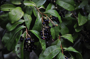 Marlberry fruit