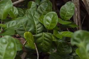 Pigeon plum - Coccoloba diversifolia  leaves