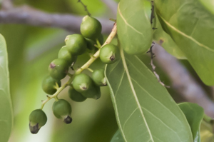 Pigeon Plum, close-up image of fruit