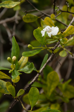 Pineland strongbark flower