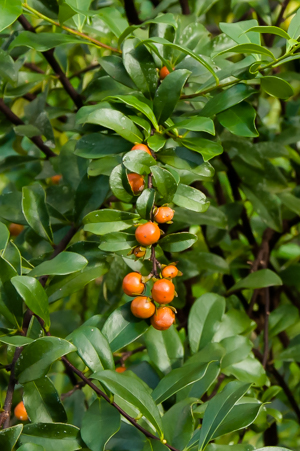 Pineland strongbark fruit