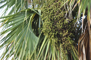 Sabal palmetto fruit