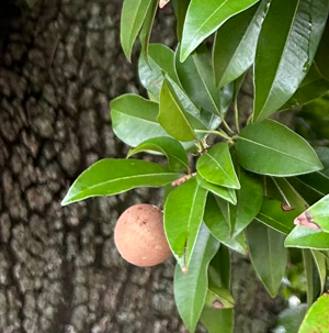 Sapodilla fruit