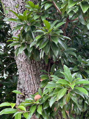 Sapodilla tree