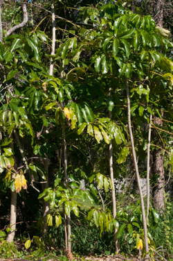 Schefflera thicket