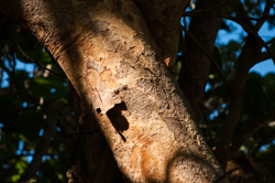 Trunk and bark of the Seagrape tree 