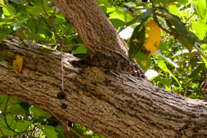 Portia Tree, Seaside Mahoe, Thespesia populnea