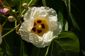 Seaside mahoe flower