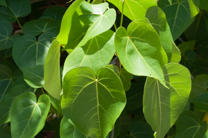 Seaside mahoe leaf