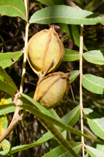 Water Hickory, Swamp Hickory - Carya aquatica