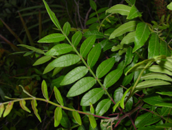 winged sumac leaf detail