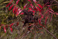 winged sumac fruit