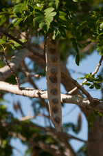 Woman's tongue tree - seed pod detail image