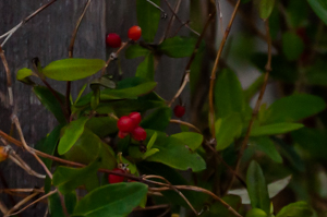 Fruit of trumpet honeysuckle vine