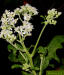 Frostweed flower heads