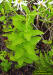 White top Aster foliage